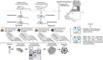 Paternal Resistance Training Modulates Calcaneal Tendon Proteome in the Offspring Exposed to High-Fat Diet